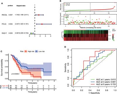 Determination of a DNA repair-related gene signature with potential implications for prognosis and therapeutic response in pancreatic adenocarcinoma